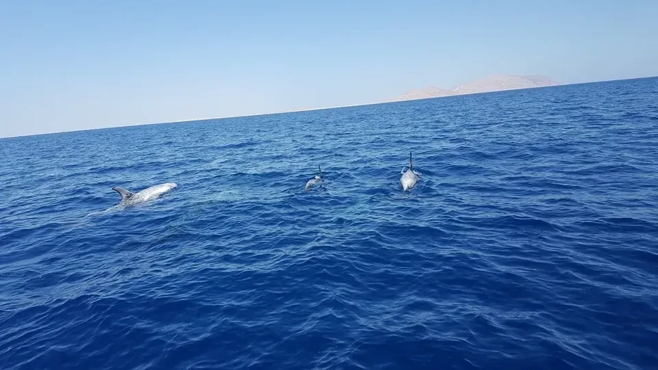 Private Speed Boat – Tiran Island — 3