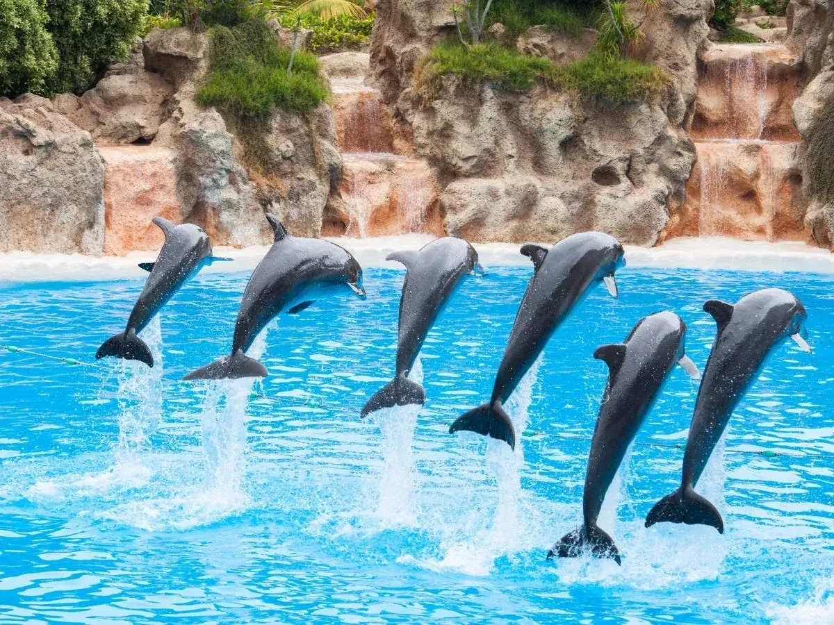 Dolphin Show — 7